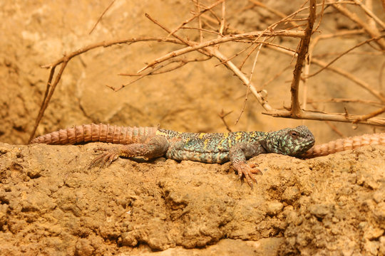 Ornate Spiny-Tailed Lizard Uromastyx ornate