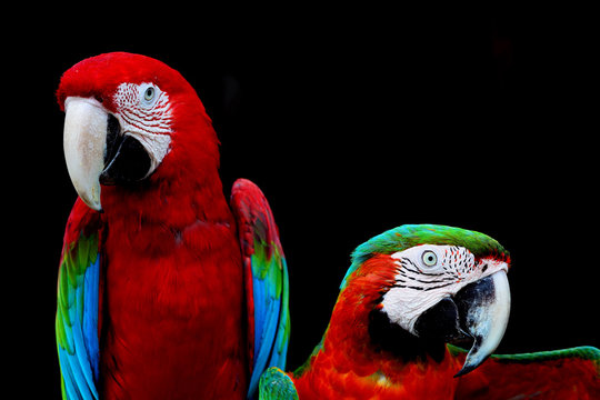Greenwinged Macaw and Harlequin Macaw