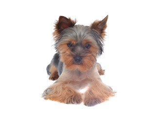 Portrait Puppy Yorkshire Terrier
