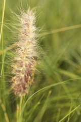 Obraz premium Vintage spring flowers