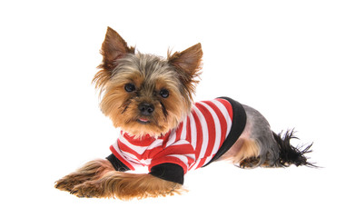 Portrait Puppy Yorkshire Terrier