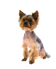 Portrait Puppy Yorkshire Terrier