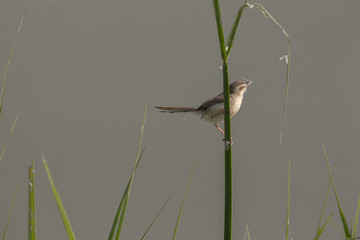 Plain Prinia
