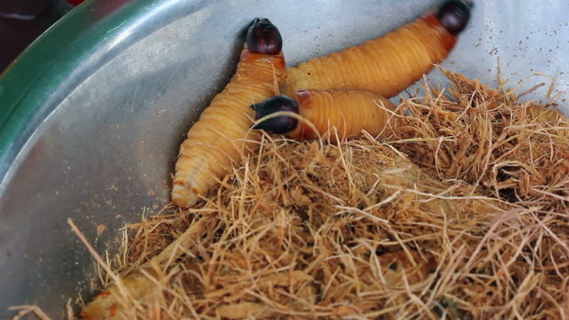 Edible palm weevil larvae (Rhynchophorus phoenicis)