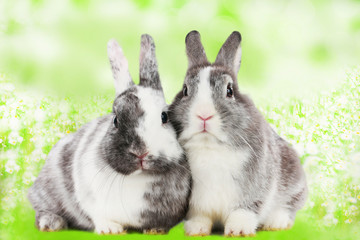 Zwei Kaninchen auf wiese