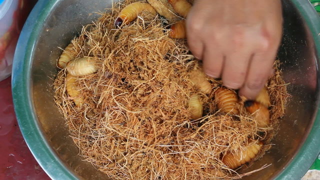 Edible palm weevil larvae (Rhynchophorus phoenicis)