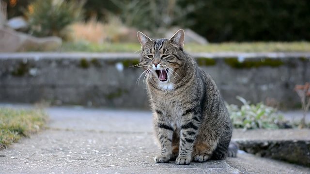 Mottled gray cat yawns in the garden