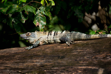 iguane sur une branche - Costa Rica
