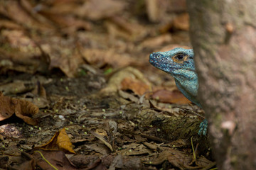 tête d'iguane - Costa Rica