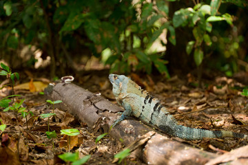 gros iguane sur une branche - Costa Rica