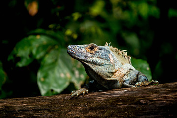 regard d'un iguane vert - Costa Rica