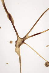 Paper with stain of coffee