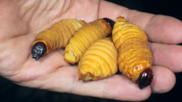 Edible palm weevil larvae (Rhynchophorus phoenicis)