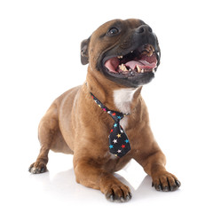 Staffordshire bull terrier