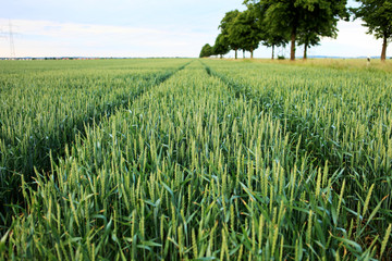 Nachhaltige Bio Landwirtschaft