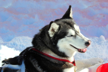 Müder Siberian Husky nach einer Hundeschlittenfahrt