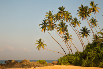 красивый пляж на острове Шри Ланка