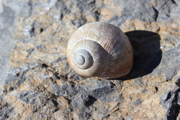 Haus einer Schnecke wirft ihren Schatten auf einen Stein