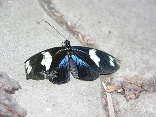Ein tropischer Schmetterling mit verletzten Flügeln