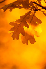 autumn leaves, very shallow focus