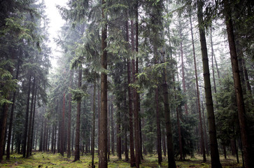 Wald - Soltau