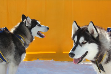 Zwei Siberian Husky - Schlittenhunde - im Profil