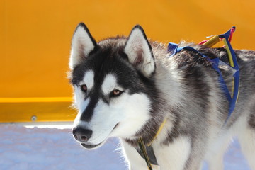 Siberian Husky vor einem Hundeschlittenrennen im Profil