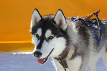 Portrait eines Schlittenhundes - Siberian Husky