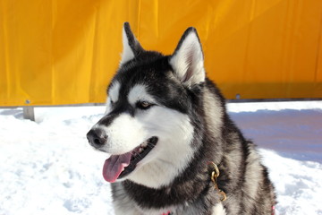 Siberian Husky mit herausgestreckter Zunge im Profil