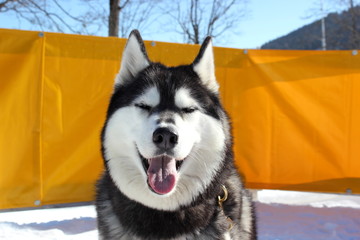 Portrait eines Schlittenhundes (Husky) mit geschlossenen Augen