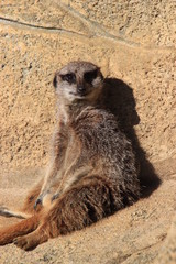 suricate assis (meerkat)