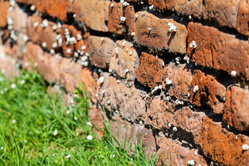 orange old brick wall with snails