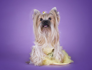Yorkshire terrier in a dress isolated on a purple background