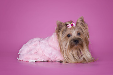 Yorkshire terrier in clothes isolated on pink background