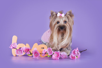 cute yorkshire terrier in clothes isolated on purple background