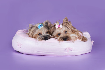 comfortable house for Yorkshire Terriers