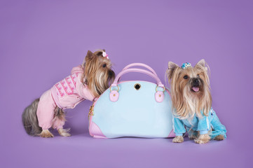 comfortable house for Yorkshire Terriers