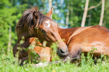Bay horse lying on the pasture in summer