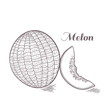 Engaved melon vector illustration