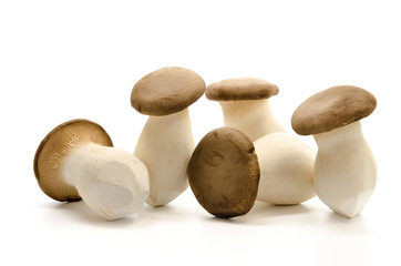 Kräuterseitlinge
