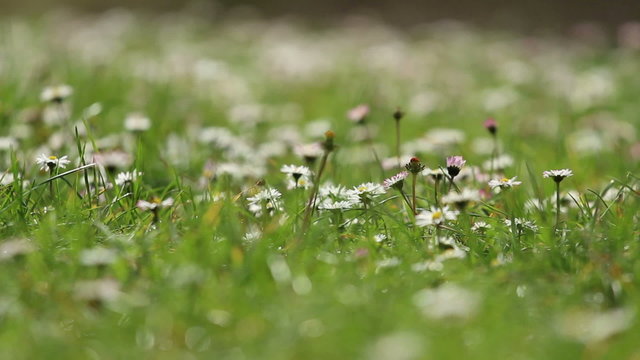 Daisy meadow