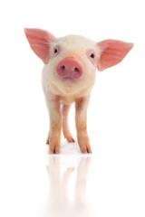 smile pig