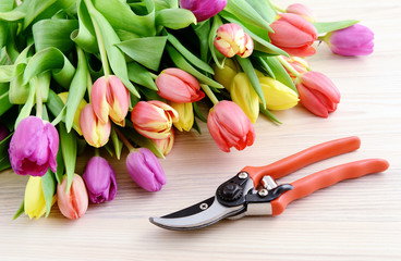 gardening tulips and garden shear