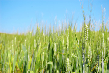 Campo di grano verde