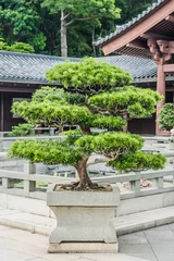 Zelfklevend Fotobehang bonsai tree Chi Lin Nunnery Kowloon Hong Kong © snaptitude
