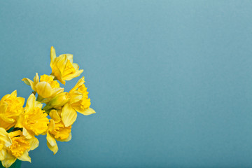 bouquet de narcisses sur fond bleu