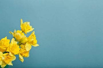 Papier Peint photo Narcisse bouquet de narcisses sur fond bleu