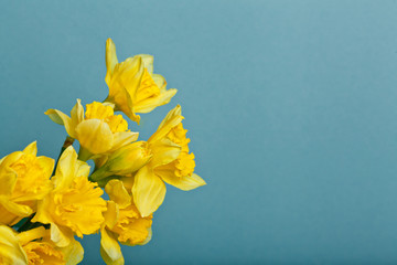 bouquet of narcissus on blue backgroung © Maksim Denisenko
