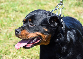 Obraz premium Rottweiler dog portrait