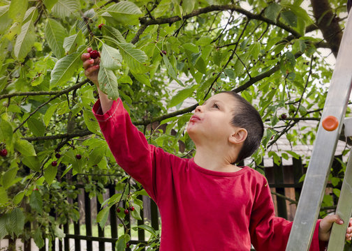 Child picking and eating cherries
